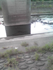 柏尾川散歩道 画像2