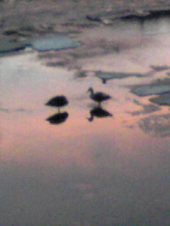 柏尾川　夜空 画像2