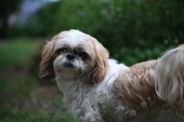 雌犬が亡くなる 画像1