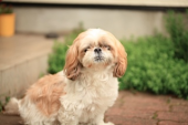 雌犬が亡くなる 画像2