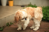雌犬が亡くなる 画像3