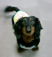 麒麟の翼 ～劇場版・新参者～ 画像2