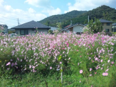 団地掃除の日、晴れ 画像2