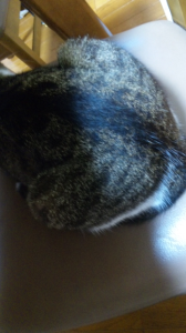 猫のせい。 画像2