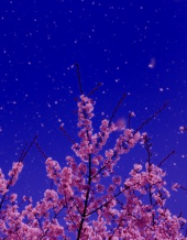 花さ。 画像2