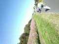 ☆秋を感じるコスモス祭☆