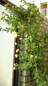昨日は・・・ 画像1