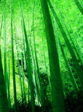 浅茅。 画像2