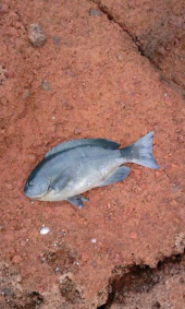 釣り大会 画像2