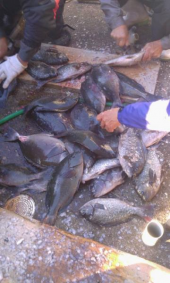 釣り大会 画像3