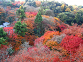 京都の紅葉（清水寺） 画像2