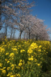 菜の花畑 画像1