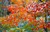 あぁ、今日は雪なのか・・・ 画像1
