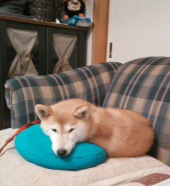 ☆ちかれたび～_(_^_)_ 画像1