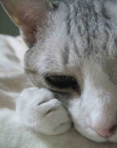 春の。 画像2