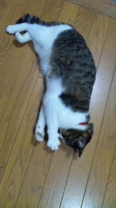 歯が(→o←)ゞ 画像1