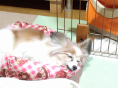 ☆リレーマラソン準備中、夜ｒｕｎしました☆ 画像1