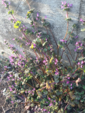 リンダリンダ〜♪(またまたラインを引き直す話) 画像3