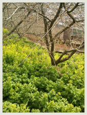 ☆河津桜と蟹食べ放題・・？？ 画像1