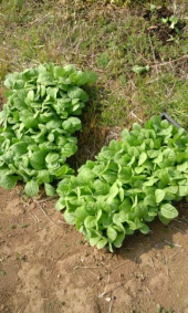 本ぽ移植～ 画像1