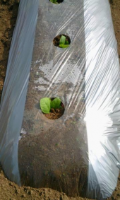 本ぽ移植～ 画像2