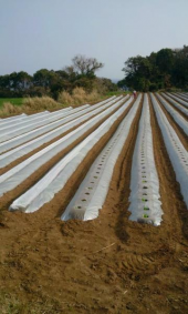 本ぽ移植～ 画像3