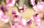 梅の花の精 画像3