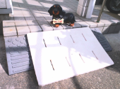 くまモン怖いよ～ 画像2