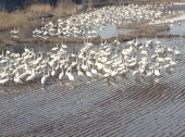 まだ白鳥がおりましたよ 画像2
