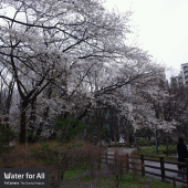ひとり花見ラン、実行。 画像3