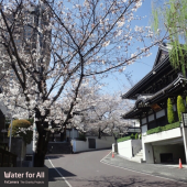 もうすぐ満開。 画像1