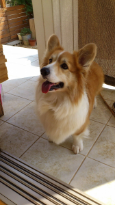 かわいすぎる わんちゃん 画像1