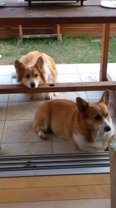 かわいすぎる わんちゃん 画像3