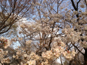 花見ヽ(^。^)ノ 画像1