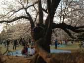 花見ヽ(^。^)ノ 画像2
