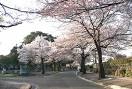 『お花見三昧！』 画像1