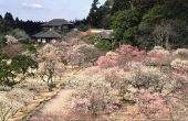 『お花見三昧！』 画像2