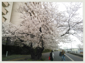 ☆花見～(≧◇≦) 画像1