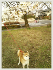 ☆花見～(≧◇≦) 画像2