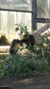 上野動物園！