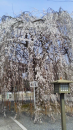 京都桜３連発