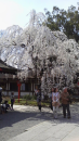 京都桜３連発
