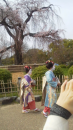 京都桜３連発
