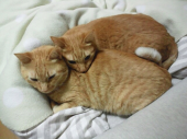 キャットフードを買いに。 画像1