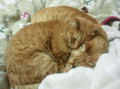 キャットフードを買いに。 画像2