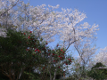 プチ花見～