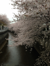 名残の桜と鰻ランチ 画像2