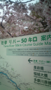 花見ラン。