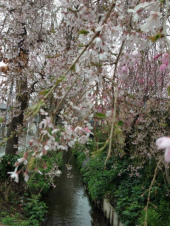 国立桜ツアー 画像1