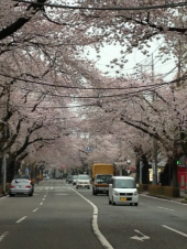 国立桜ツアー 画像2